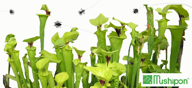 Đèn bẫy côn trùng